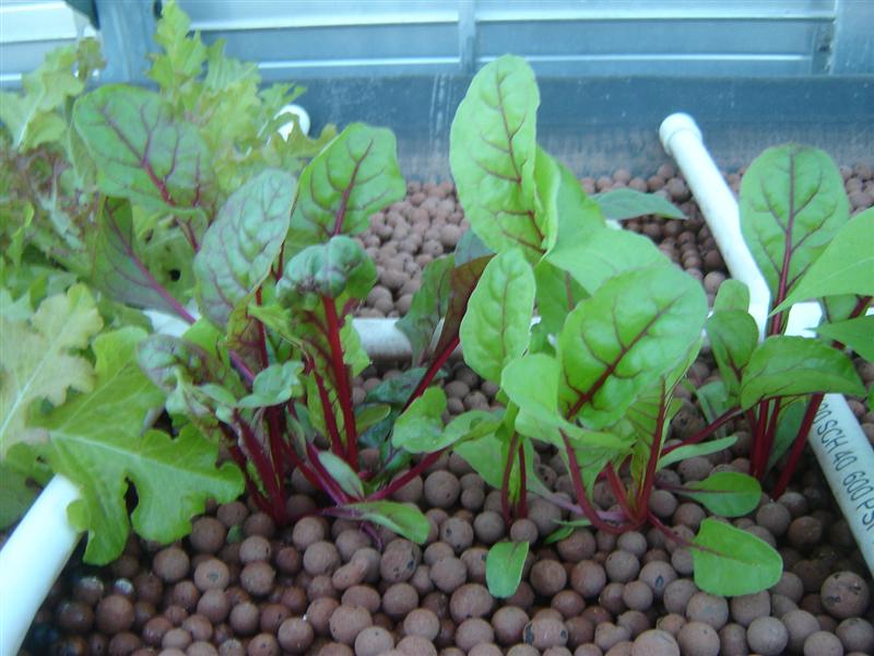 DSC04341 (Medium).JPG