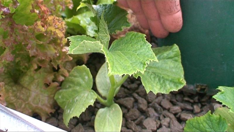 cucumber2 (Medium).jpg