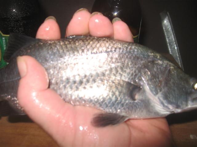 fish 019 (Small).jpg