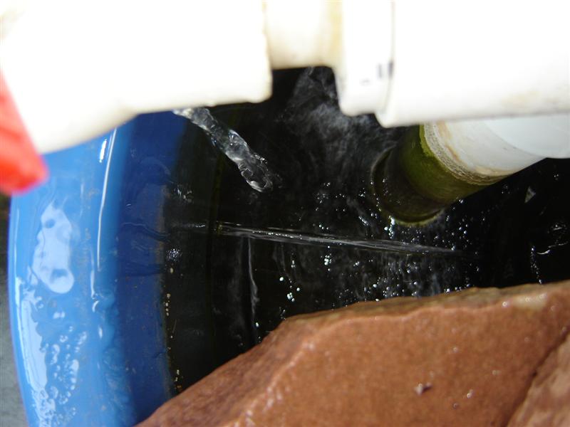sp bucket filling from fish tank (Medium).JPG