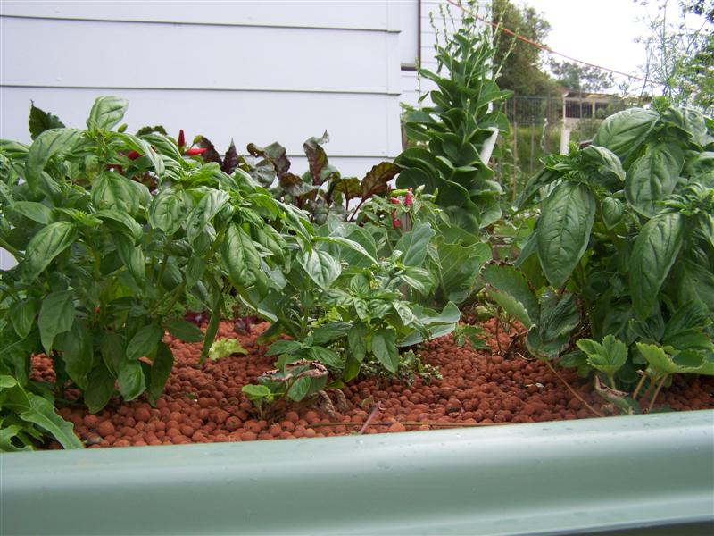 100_2440 (Medium).JPG