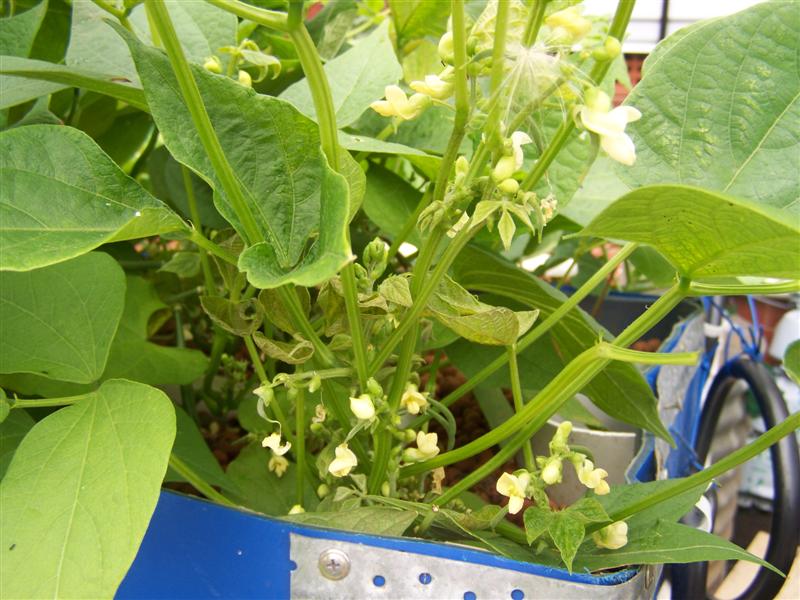 100_2446 (Medium).JPG