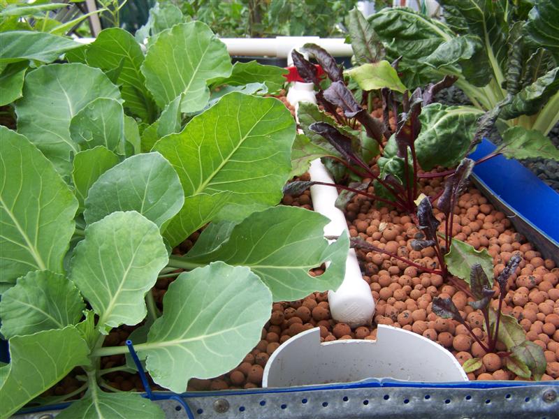 100_2447 (Medium).JPG