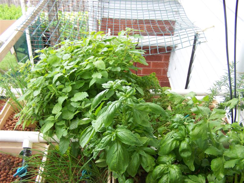 100_2452 (Medium).JPG