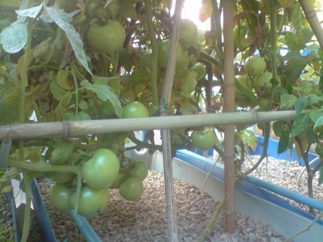 tomatoes20403.jpg