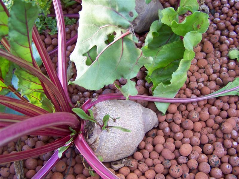 100_2458 (Medium).JPG