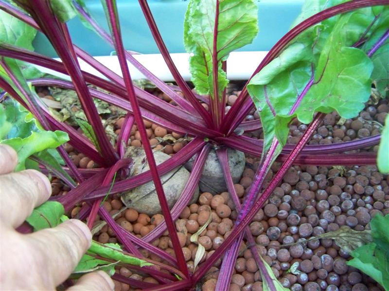 100_2459 (Medium).JPG