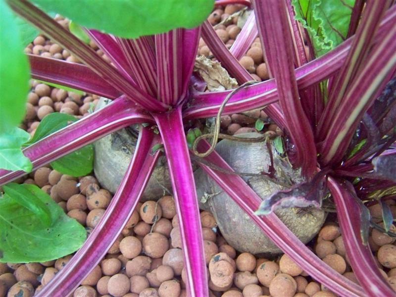 100_2460 (Medium).JPG