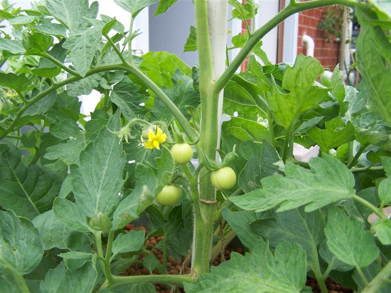 100_2442 (Medium).JPG