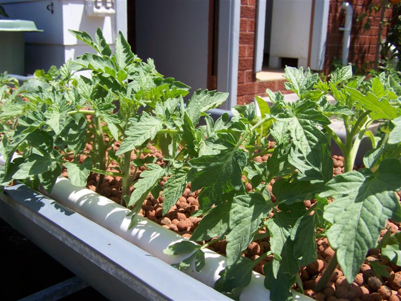 100_2313 (Medium).JPG