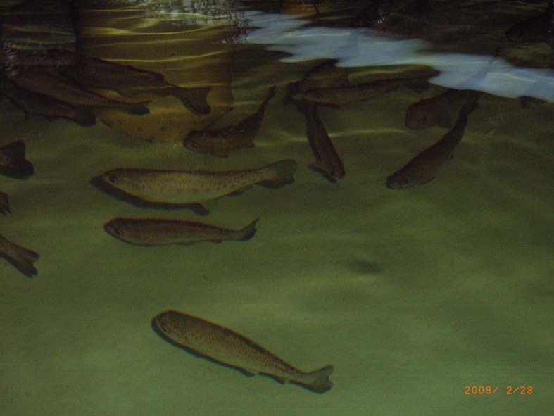 Fingerlings 2009.jpg