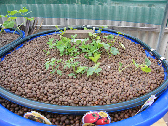 Individual-grow-bed.jpg