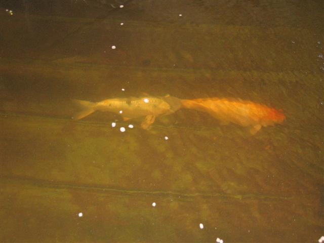 fish 030 (Small).jpg