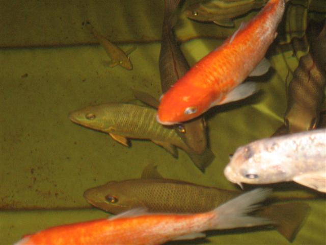 jacks and gold fish (Small).jpg