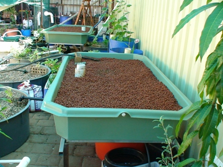 1st & 2nd gb under shadecloth.jpg