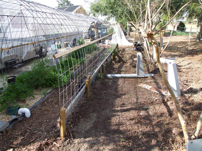 duckweed location (Medium).JPG