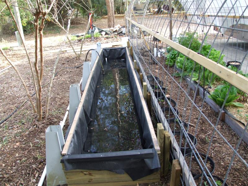 duckweed pond leak check (Medium).JPG