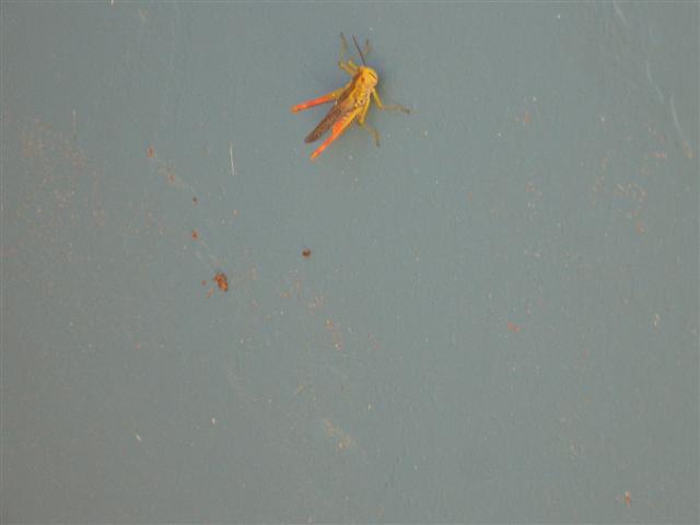 the heat 003 (Small).jpg