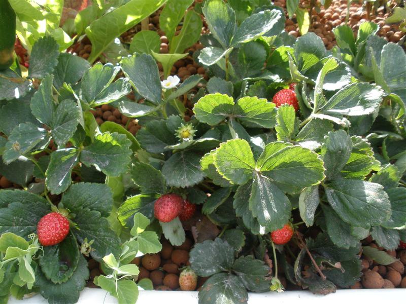 P3170051 (Medium).JPG