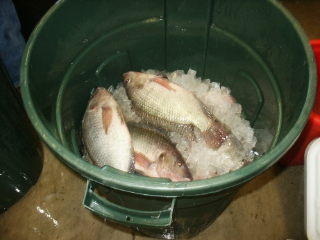 white tilapia - ilinois 2.JPG