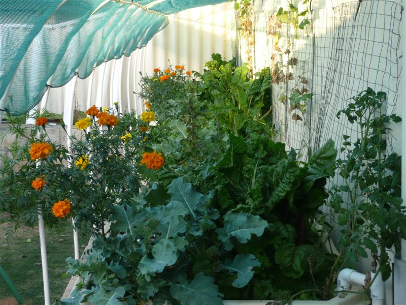 P1030455 (Medium).JPG