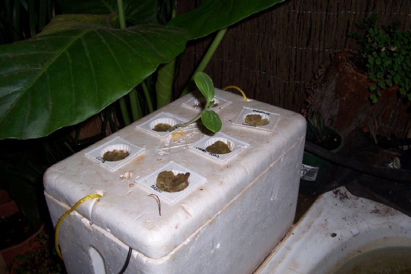 aquaponics 076.jpg