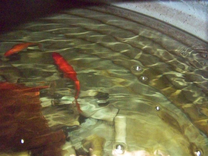 100_2661 (Medium).JPG