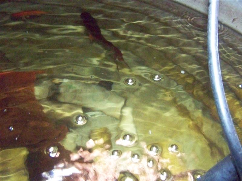 100_2662 (Medium).JPG