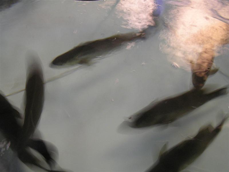 P3150031 (Medium).JPG