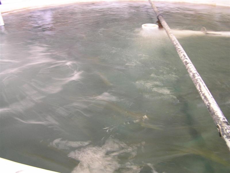 P3150044 (Medium).JPG