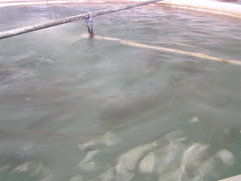 P3150053 (Medium).JPG