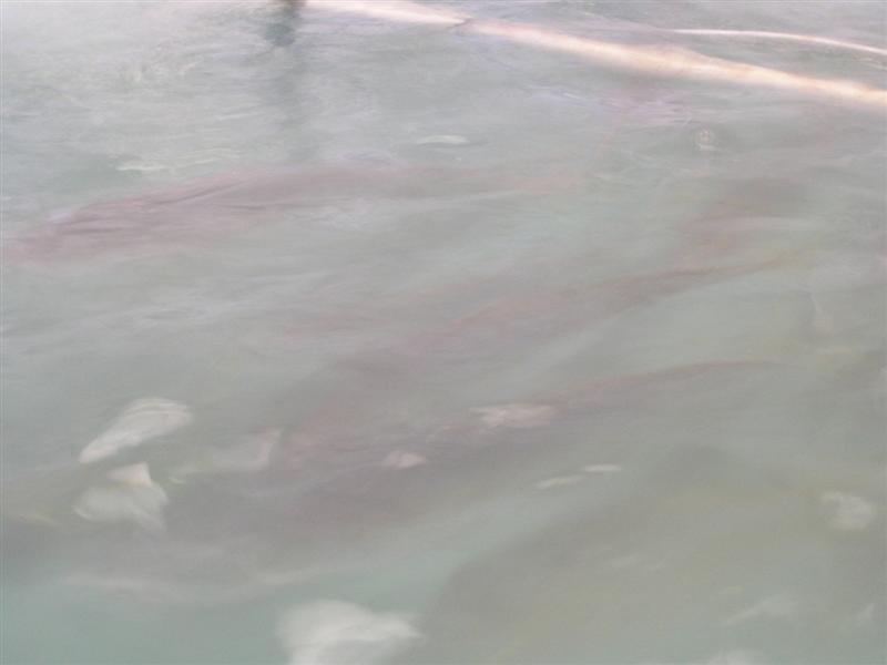 P3150054 (Medium).JPG