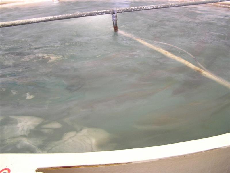 P3150050 (Medium).JPG