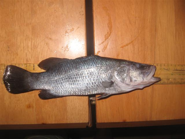 fish 032 (Small).jpg
