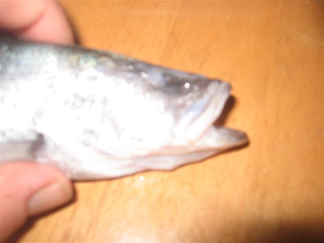 fish 034 (Small).jpg