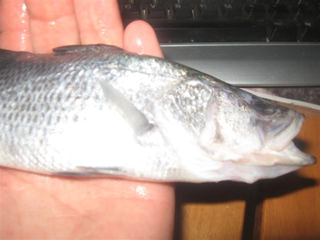 fish 035 (Small).jpg