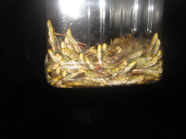 fish 036 (Small).jpg