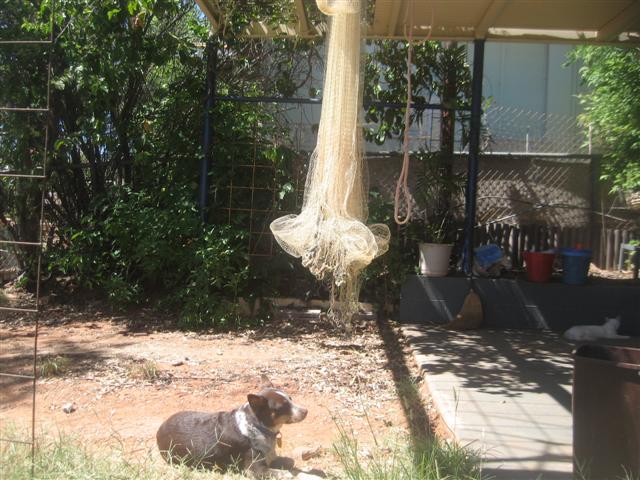 fish 037 (Small).jpg