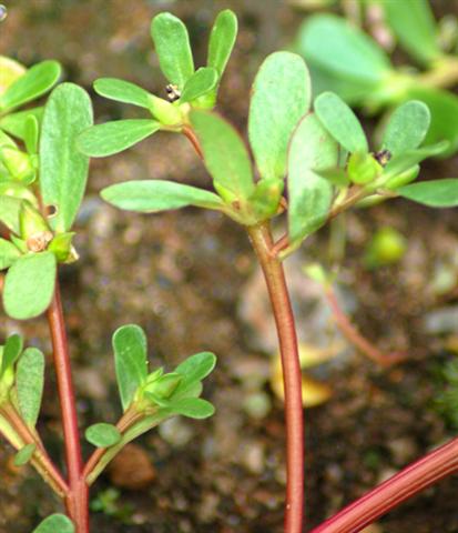 purslane (Small).jpg