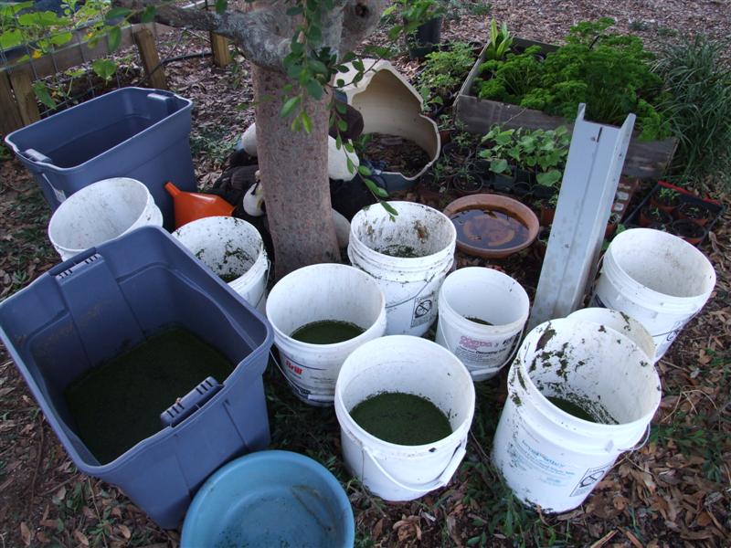 Duckweed collected wild from pond (Medium).JPG