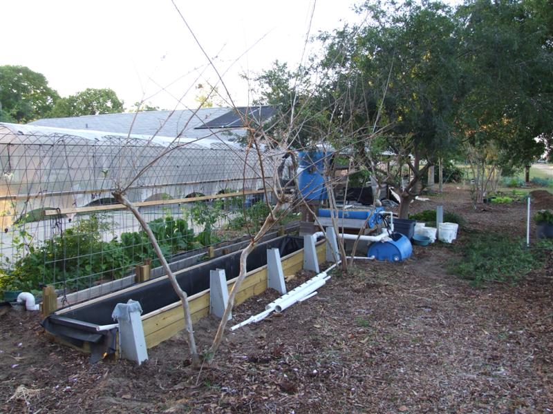 new Duckweed pee poncs (Medium).JPG