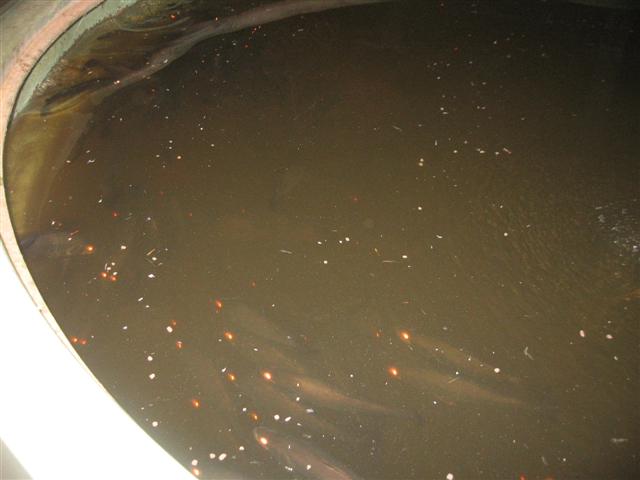 fish 050 (Small).jpg