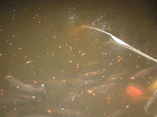 fish 057 (Small).jpg