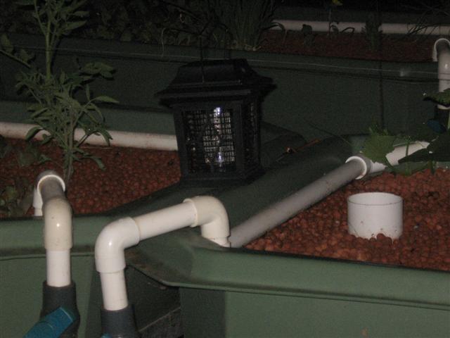 fish 076 (Small).jpg