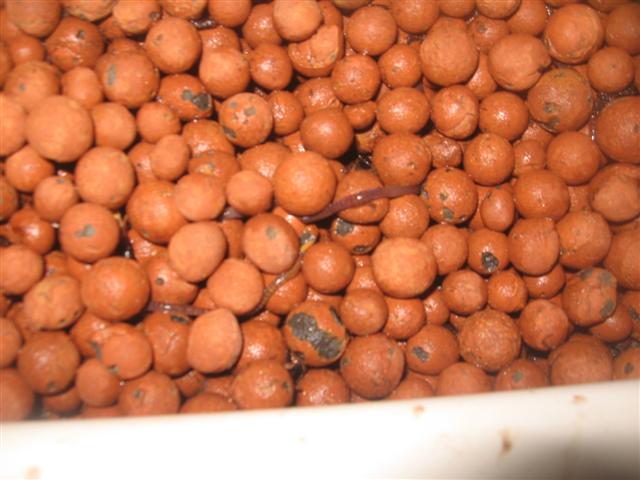 fish 072 (Small).jpg