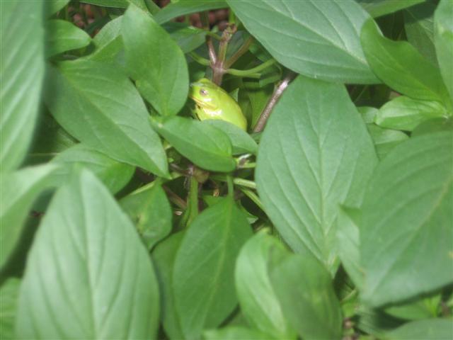 fish 077 (Small).jpg