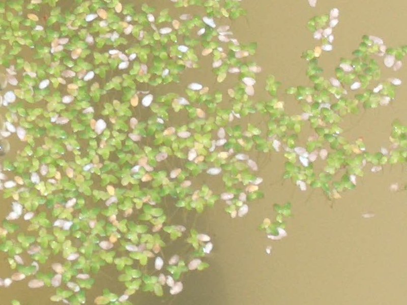 duckweed 1.jpg