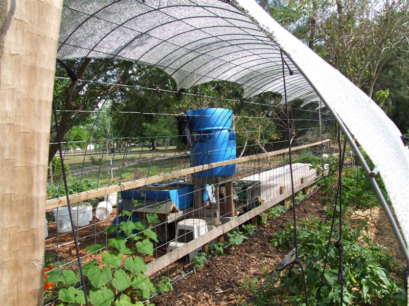 Duckweed system (Medium).JPG