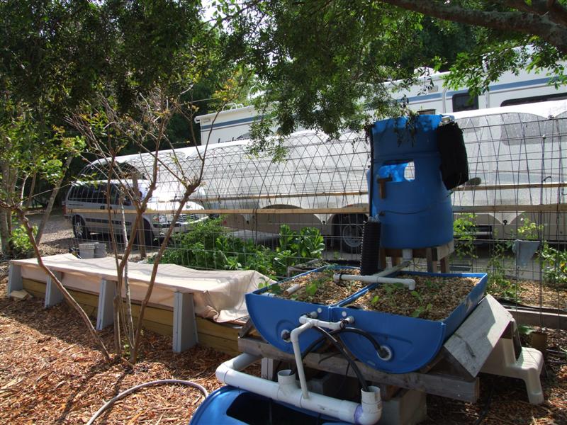 Duckweed PeePonics (Medium).JPG