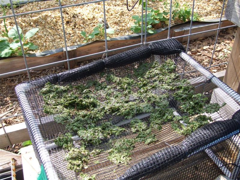 Drying duckweed (Medium).JPG